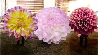 Twice A Man - Dahlia [Official Music Video]