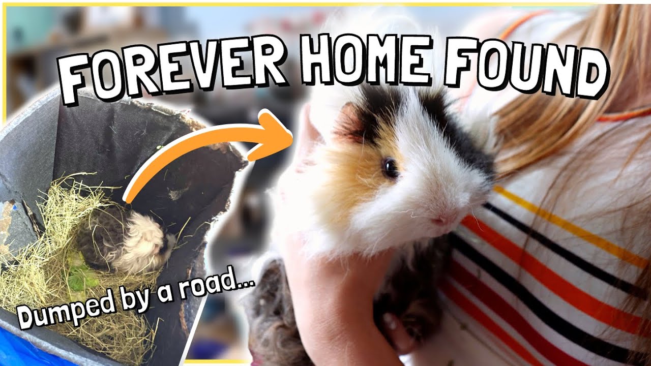 Adopting Our New Rescued Guinea Pig! 💚