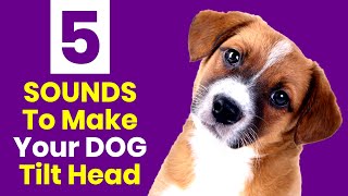 5 Sounds To Make Your Dog Tilt Head or Bark