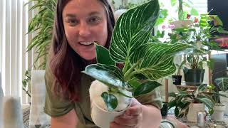 Gabriella’s Plants Unboxing & HAUL!