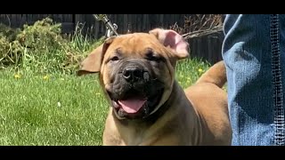 A working dog is a happy dog! Boerboels and the routine. by Large Dog Xperience 1,064 views 1 year ago 9 minutes, 18 seconds