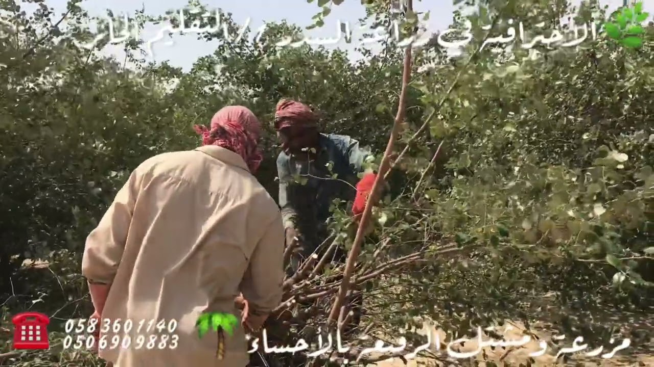 الإحترافية في زراعة السدر 1 - التقليم الجائر