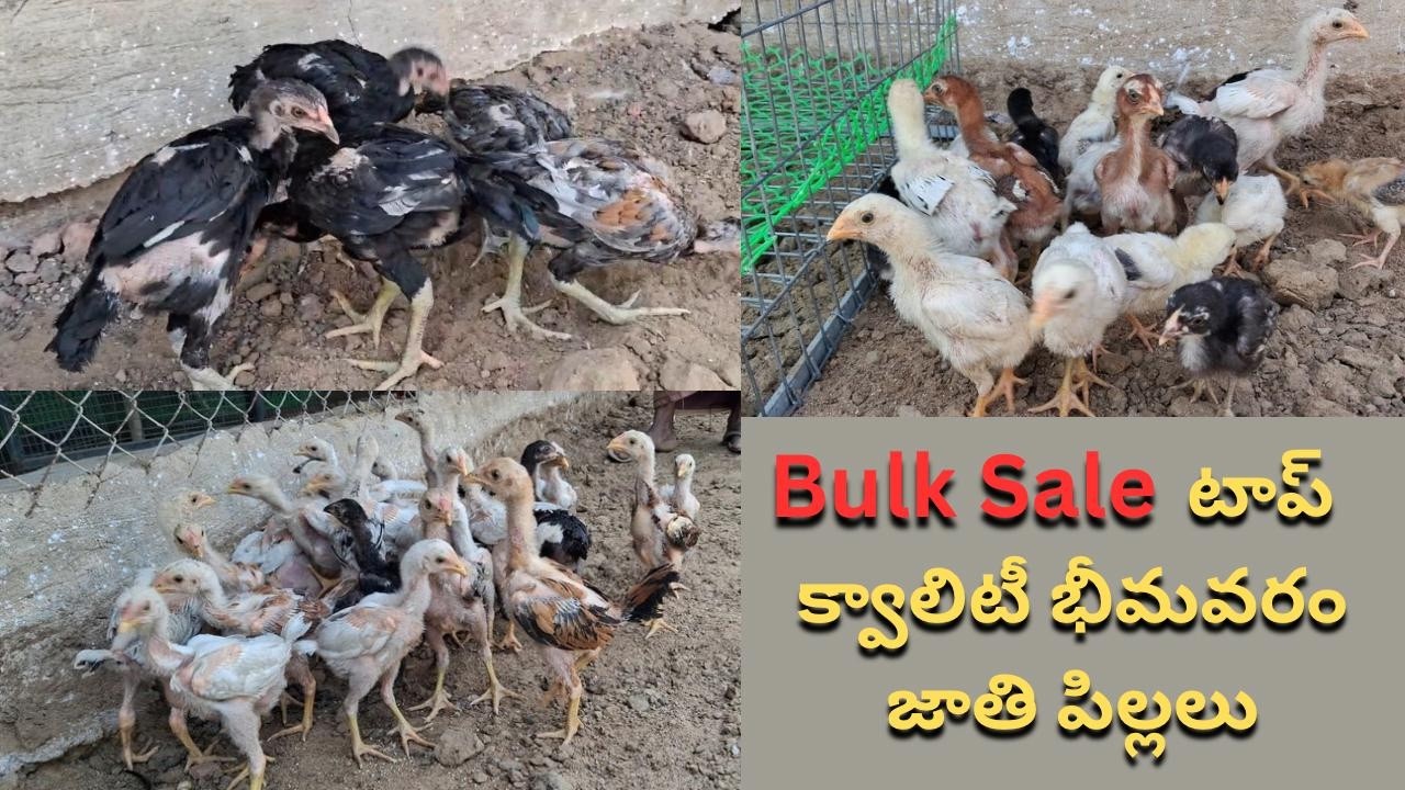 Bulk Sale టాప్ క్వాలిటీ భీమవరం జాతి పిల్లలు / Narasimha babu / 8008998909