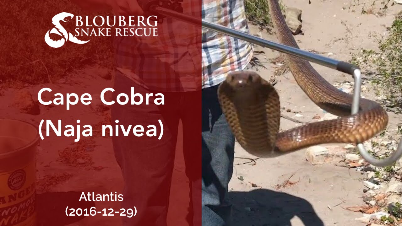 Young Cape Cobra near Atlantis, Cape Town, Western Cape, South Africa