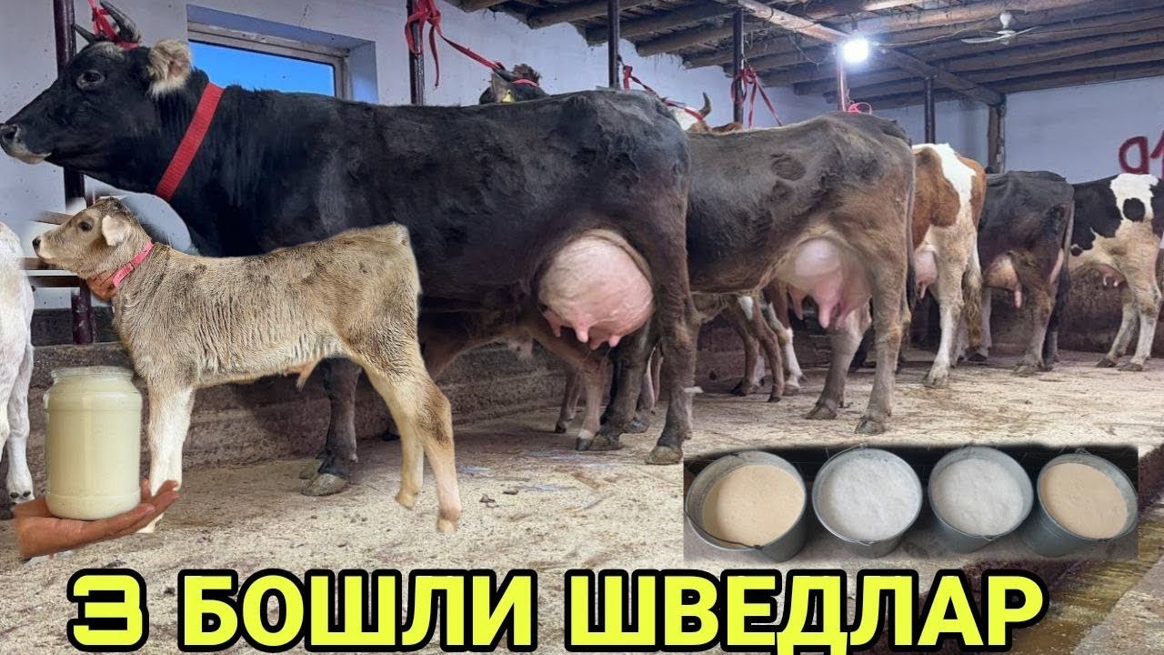 АРЗОНЧИ АКАДАН ШВЕД ОЛА СУТДОР ФЕРМАБОБ СИГИРЛАР СОТИЛАДИ SOTILADIGON SIGIRLAR NARXI15 января 2026