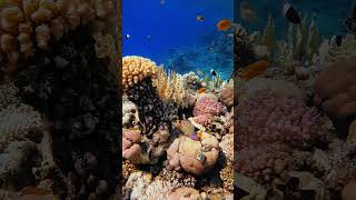 Royal Angelfish & Red Sea coral reef fish coralreef underwater diving relaxing marinelife
