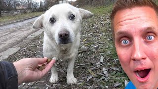 The Cutest Dog Rescue Videos