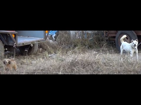 산촌마을에서 귀여운 진돗개를  만남, Meeting a cute Jindo <strong>dog</strong> in a mountain village..Jeonju city( 全州市.전주 )... <strong>KOREA</strong>