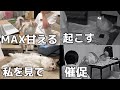 飼い主が寝てる間猫は何してるの？甘えん坊猫が無理矢理起こしに来ます