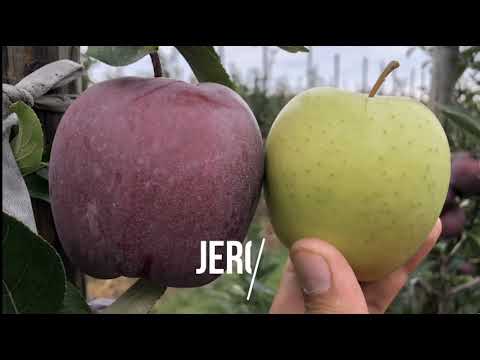 فيديو: معلومات لودي أبل: تعرف على زراعة تفاح لودي