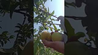 #short guavafruits #shorts #viral #cooking