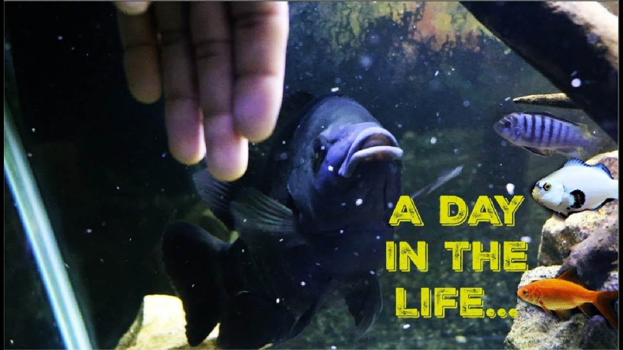 Color Changing Fish Mini Oscar Petting FishA Day In 