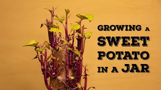 Growing a Sweet Potato in a Jar