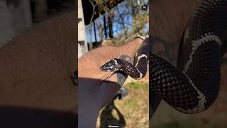 why baby snakes are more dangerous