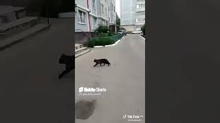 "Разборки котов"