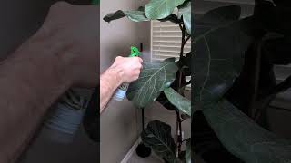 Protect your houseplants from pests like thrips, mites and aphids &amp; restore their luster all in one