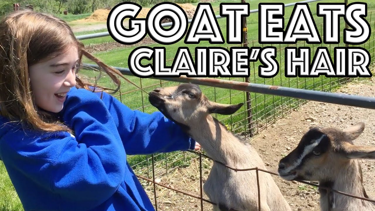 Goats Eat Claire's Hair Family Visit to a Farm YouTube