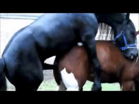 Black Stallion Popping U, Horse Mating _ Horse Breeding