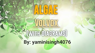 *Algae* ||Volvox|| #bsc1stsemester #msc #algae #botany #biologynotes #upsc2024 #neet #bscbotany