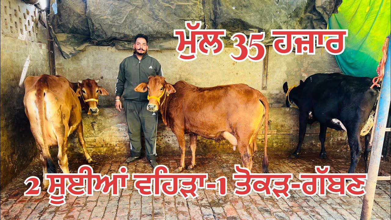 ਮੁੜ 35 ਹਜ਼ਾਰ 🔥2 ਸੂਈਆਂ ਵਹਿੜਾ-1 ਤੋਕੜ-ਗੱਬਣ ਵਹਿੜਾ-3 cow for sale #brardairyfarmmoga 