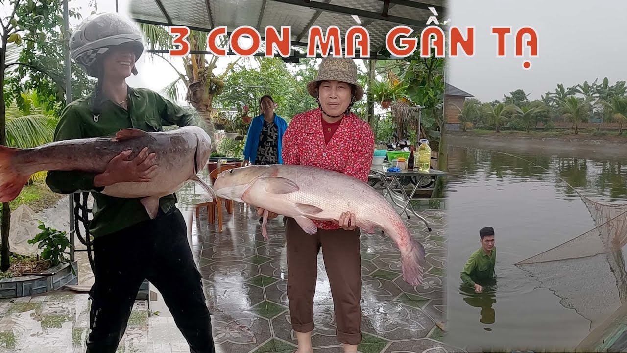 Cá Mè 26 kg - Chế biến đủ món Rượu uống thoải mái không biết say