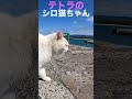 ぬいぐるみ抱っこのテトラのシロちゃん #cat #保護猫 #野良猫 #shorts