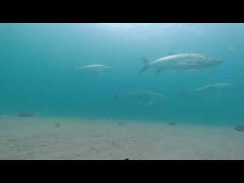 Tarpon And More