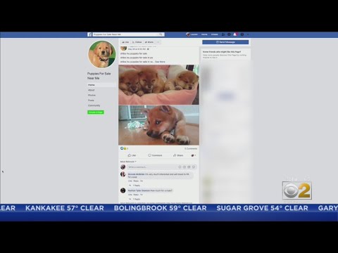 Video: Man säljer oönskad julklapp valp på Facebook