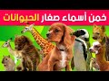 إختبار معرفة أسماء صغار الحيوانات الغاز عبقري 