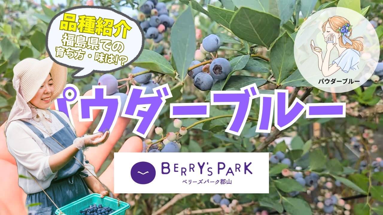 パウダーブルー(ラビットアイ系ブルーベリー)品種紹介～ベリーズパーク