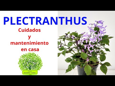 PLECTRANTHUS. Cuidados y mantenimiento en casa