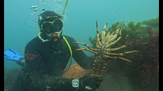 Torquay Diving  2kg Cray, 4 Cray Bag Out, Beautiful Reef!