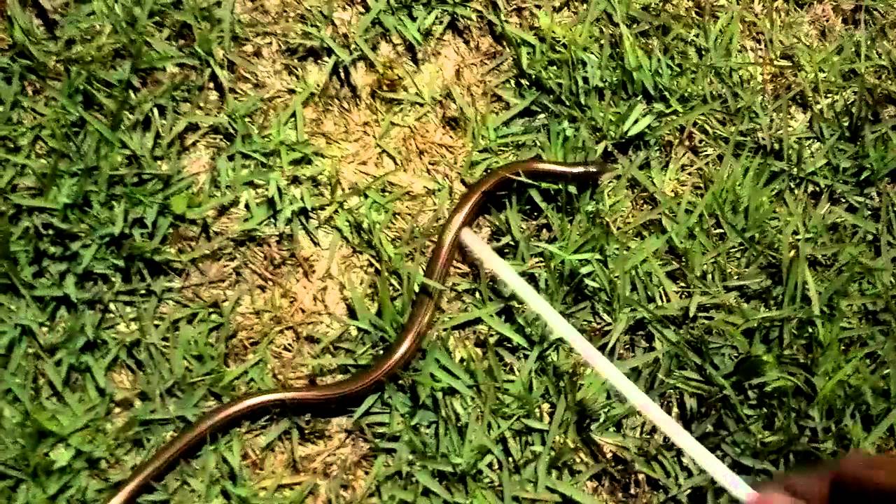 Cobra na Lagoa da Pampulha - Baby Snake at Pampulha Lagoon - YouTube