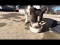 Pitbull eats and story time part 1 #americanbully #dog #pitbull #puppy #pitbullblue