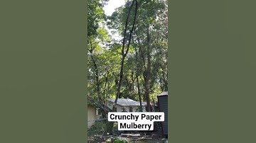 Removing an Invasive Paper Mulberry