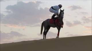 (مهارات ركوب الخيل) الفارس مشعل بن ماجد السرحاني
