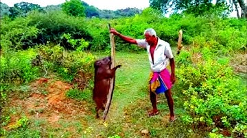 කිරියා මරාදාපු පාපතරයෝ🐷🐖
