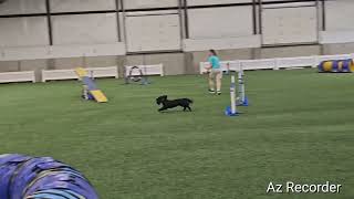 AKC STD CLEESE 8-2-26