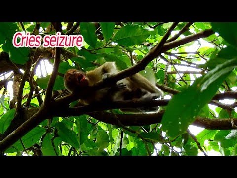 Extremely Angry Mom Baby Monkey Cries Loudly Seizure Need Take Care 