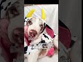Meet Arrow — a brave, gentle soul fighting cancer with nothing but love in his heart.#usa#uk#canada