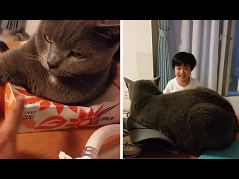 ふてぶてしく占領するボス猫を一瞬で退散させる３歳児 - YouTube