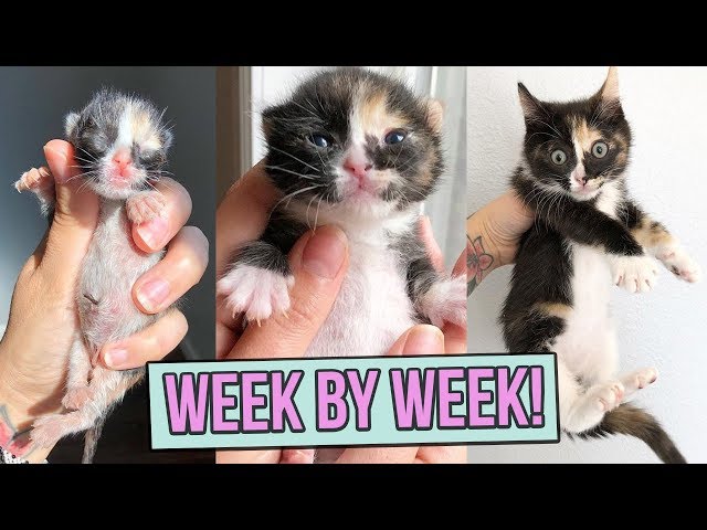 Kitten Size By Week Chart