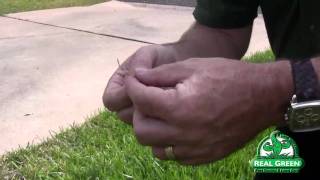 Brown Patch Disease - St Augustine Grass