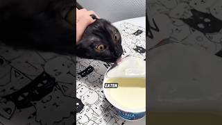 XL Why Your Cat Acts Starving — The Last Reason Is On Purpose! 🐱😏#animals #funny #science #kitty