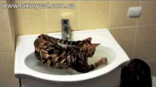 Bengal kitten Tiger is playing in water.mp4 Bengal kitten Tiger is playing in water.mp4