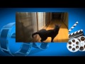 Умный кот стучится в дверь. Смешные кошки. Котэ отжигает. funny cats