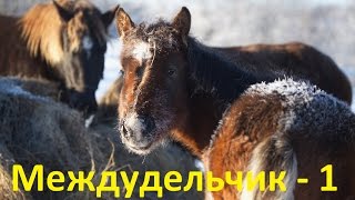 видео: Занятия с жеребятами  картинка: Занятия с жеребятами