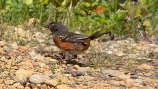 Towhee making rounds