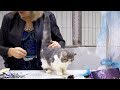 CFA International Cat Show 2018 - Exotic kitten class judging
