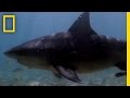Bull Sharks Upriver | National Geographic